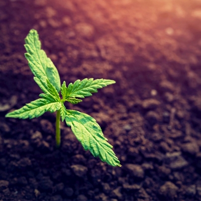 care tips cannabis take seedlings grow